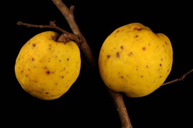 Çin ayva (Chaenomeles speciosa). Meyve Kapanışı