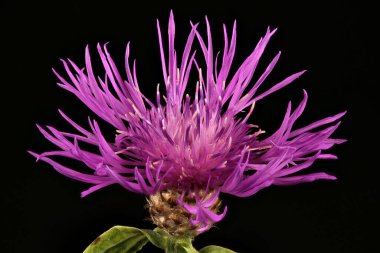 Kahverengi Knapweed (Centaurea jacea). Capitulum Kapanış