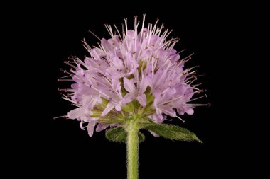 Naneli (Mentha aquatica). Enfeksiyon. Yakın çekim.