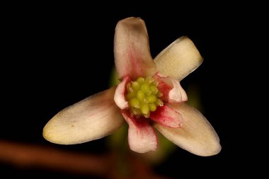 Magnolia Vine (Schisandra chinensis). Çiçek Kapanışı