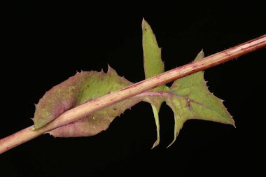 Düz Dikenli (Sonchus oleraceus). Yaprak Kapanışı
