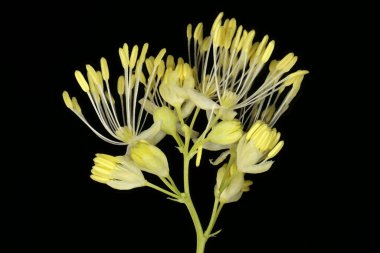 Bright Meadow-Rue (Thalictrum lucidum). Inflorescence Detay Kapatma