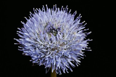 Koyun & apos; s-Bit (Jasione montana). Enfeksiyon. Yakın çekim.