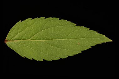 Japon Spiraea (Spiraea japonica). Yaprak Kapanışı