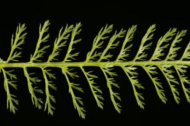 Yarrow (Achillea millefolium). Yaprak Kapanışı