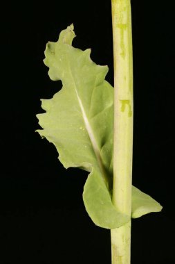 Şalgam Tecavüzü (Brassica rapa). Yaprak Kapanışı