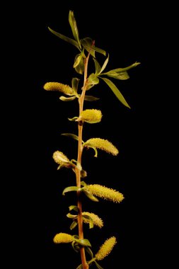 Beyaz Söğüt (Salix Alba). Erkek Enfeksiyonu Yakın plan