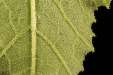 İlik (Cucurbita pepo). Yaprak Ayrıntısı Kapatma