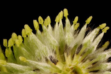 Keçi Söğüdü (Salix caprea). Kadın Enfeksiyon Çapraz Bölüm