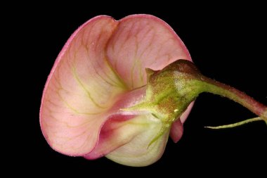 Dar yapraklı ölümsüz bezelye (Lathyrus sylvestris). Çiçek Kapanışı