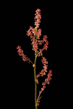 Sorrel (Rumex asetosa). Enfeksiyon. Yakın çekim.