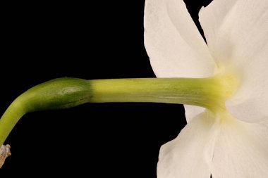 Primrose-Peerless (Narcissus x medioluteus). Perianth Tüpü Kapatma
