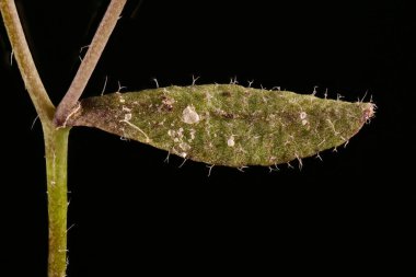 Thale Cress (Arabidopsis thaliana) Yaprak Kapanışı