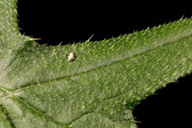 Mızrak dikeni (Cirsium vulgare). Yaprak Ayrıntısı Kapatma