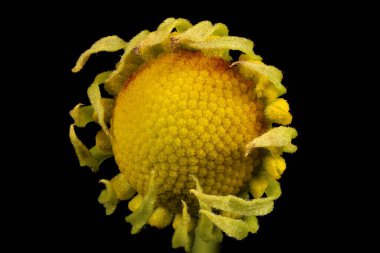 Hapşırık otu (Helenyum sonbaharı). Genç Capitulum Kapanış