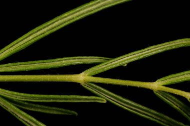 Bright Meadow-Rue (Thalictrum lucidum). Yaprak Ayrıntısı Kapatma