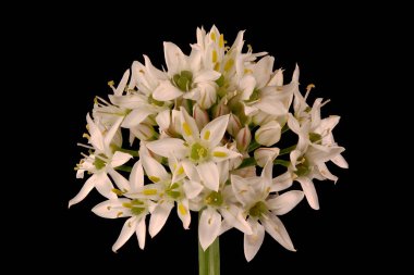 Chines Chives (Allium ramosum). Enfeksiyon. Yakın çekim.