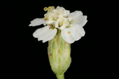Yarrow (Achillea millefolium). Capitulum Kapanış