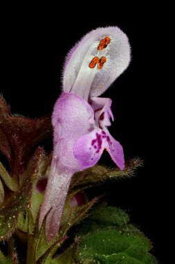 Kesik Yaprak Ölü Nettle (Lamium purpureum). Çiçek Kapanışı