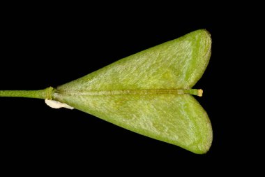 Shepherd & apos; 's Çanta (Capsella bursa-pastoris). Genç Meyve Kapanışı