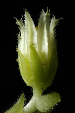 Rolling Hen-and-Chicks (Jovibarba globifera). Çiçek Kapanışı