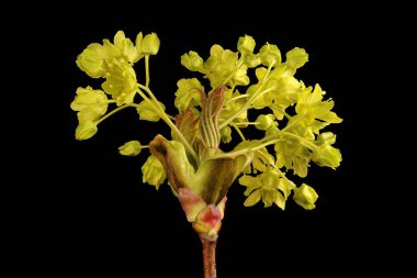 Norveç akçaağacı (Acer platanoides). Erkek Enfeksiyonu Yakın plan