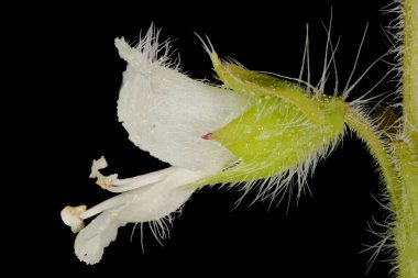 Basil (Ocimum bazilika). Çiçek Kapanışı