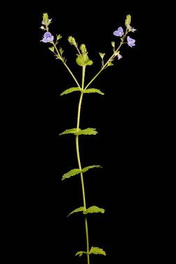 Germander Speedwell (Veronica Chamaedrys). Alışkanlık