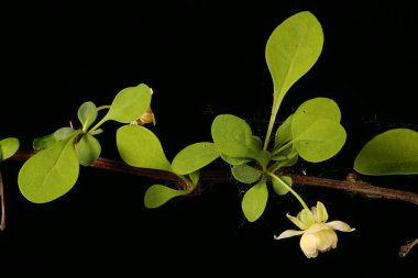 Thunberg & apos; 'dan Barberry (Berberis thunbergii). Enfeksiyon. Yakın çekim.