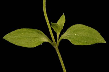 Üç Sinirli Sandwort (Moehringia Trinervia). Yapraklar ve Kök Kapanışı