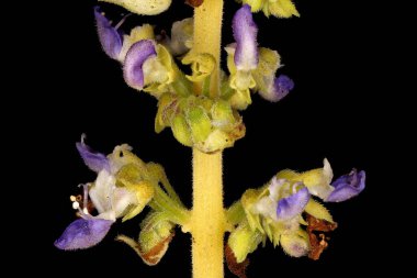 Boyalı Nettle (Plectranthus scutellarioides). Inflorescence Detay Kapatma