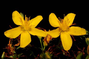 St. John & apos; s-Wort 'u (Hypericum perforatum) delin. Inflorescence Detay Kapatma