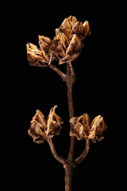 Alaycı Turuncu (the Mock-Orange). İnfructescence Yakın çekim