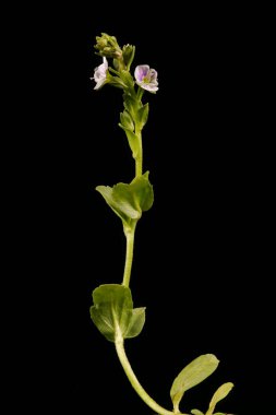 Thyme-Leaved Speedwell (Veronica serpillifolia). Alışkanlık