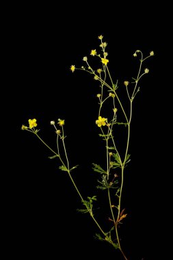 Gümüş Cinquefoil (Potentilla argentea). Alışkanlık