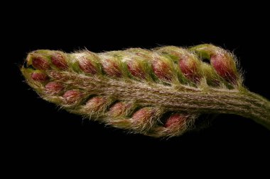 Tufted Vetch (Vicia cracca). Çiçek tomurcukları Yakın plan