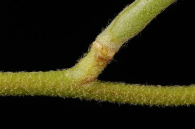 Gece Kokulu Stok (Matthiola longipetala). Meyve Tabanı Kapanışı