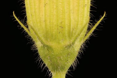 Balkabağı (Cucurbita maxima). Calyx Kapanışı