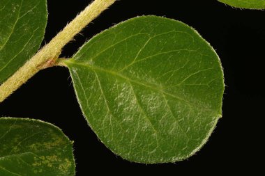 Cotoneaster Duvarı (Cotoneaster yatay). Yaprak Kapanışı
