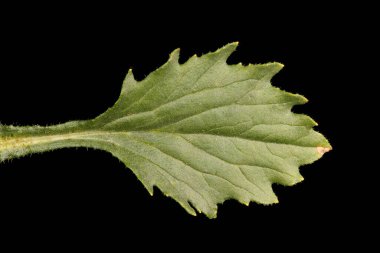 Çin Asterı (Callistephus chinensis). Yaprak Kapanışı