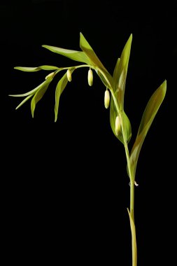 Açısal Solomon & apos; 's Seal (Polygonatum odoratum). Alışkanlık