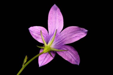 Bellflower (Campanula patula) yayılıyor. Çiçek Kapanışı