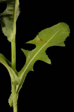 Perennial Sow-Thistle (Sonchus arvensis). Leaf Closeup clipart
