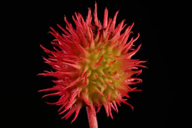 Castor-Oil Santrali (Ricinus Communis). Meyve Kapanışı