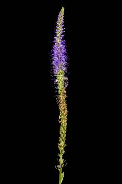 Çivili Speedwell (Veronica Spicata). Enfeksiyon. Yakın çekim.