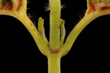 Boyalı Nettle (Plectranthus scutellarioides). Kök ve Yaprak Üsleri Kapatma