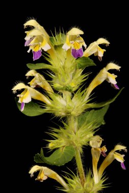 Büyük-Çiçekli Hemp-Nettle (Galeopsis speciosa). Enfeksiyon. Yakın çekim.
