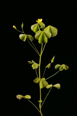 Düz Sarı Sorrel (Oxalis stricta). Alışkanlık