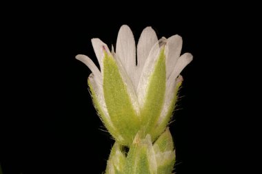 Fare kulaklı (Cerastium fontanum). Çiçek Kapanışı