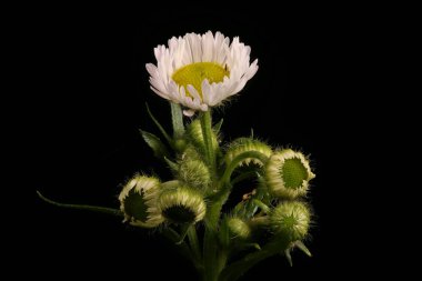 Kuzey Fleabane (Erigeron strigosus). Inflorescence Detay Kapatma